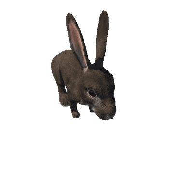 Rabbit Realistic Baby